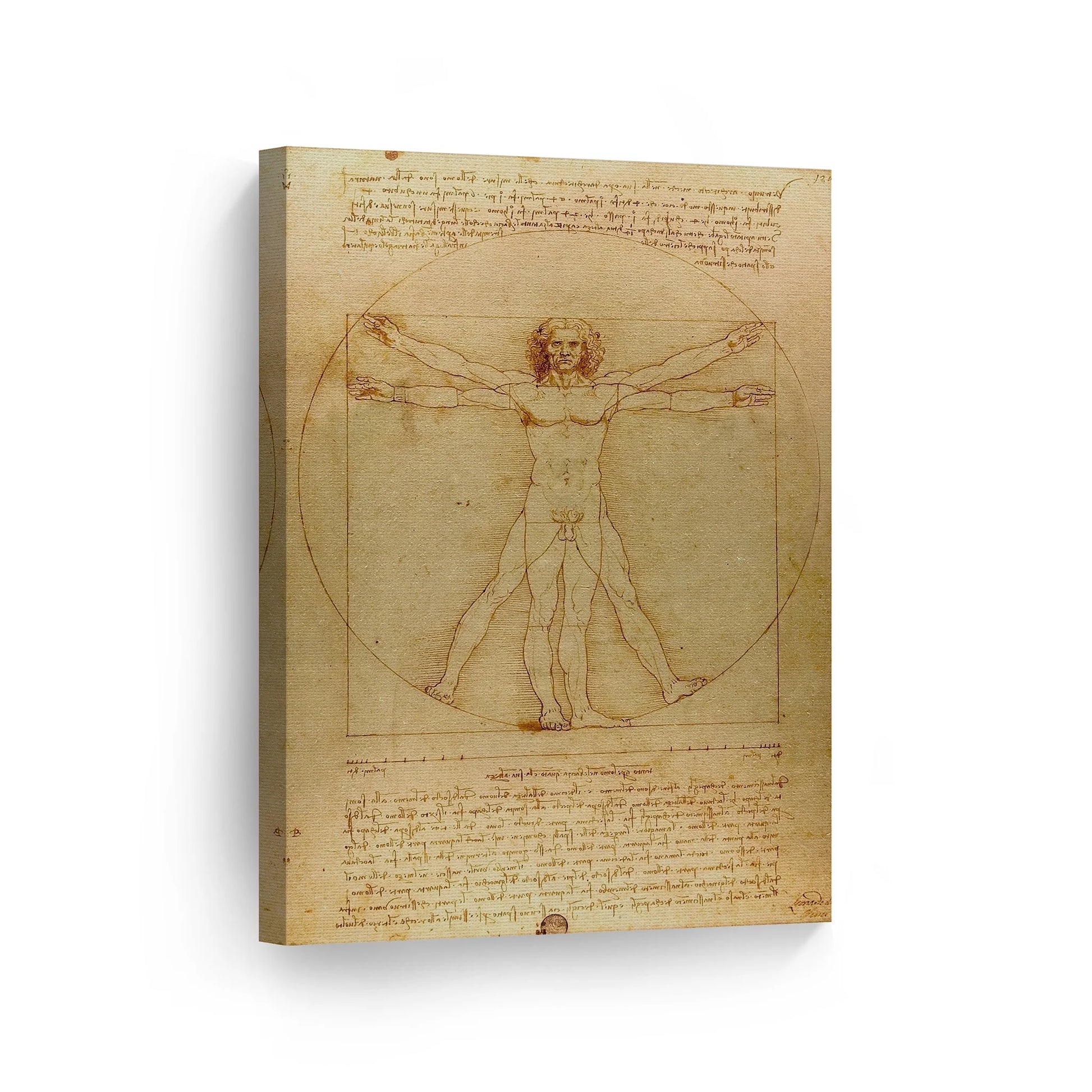 Vitruvian Man by Leonardo Da Vinci Canvas Wall Art Canvas Print Famous Art Painting Reproduction Fine Art Home Decor Ready to Hang- Made in USA- 36X24